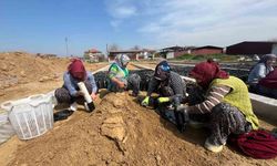 İki Kardeşin Üzüm Fidanı Projesinde Önemli Başarı