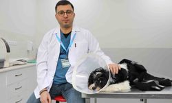 İnanılmaz Bir Durum: Köpeğin Karnından 140 Taş Çıkarıldı