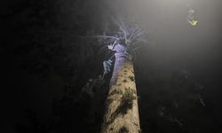 İskenderun'da ağaçta sıkışan kedi itfaiye tarafından kurtarıldı