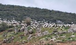 İslahiye'de Leyleklerin Yoğun Göçü