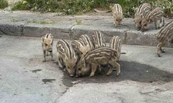 İzmir'de Yaban Domuzları Gündüz Vakti Sokaklarda Besin Aradı