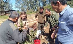 İzmir'in damla sakızı KKTC topraklarında hayat buldu
