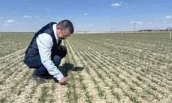 Karapınar'da Tahıl Ekili Alanların Durumu Olumlu