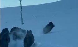 Karla kaplı köy yolunda domuz sürüsü görüntülendi