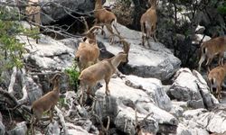 Karla Kaplı Zirveler Yaban Keçilerini Yerleşim Alanlarına Sürüklüyor