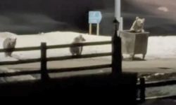 Kars'ta Anne Ayı ve Yavrularının Çöp Konteynırında Yiyecek Arayışı Görüntülendi