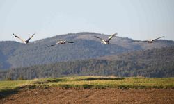 Kastamonu'da Görsel Bir Ziyafet: Turna Ailesi Göç Yolculuğunda Görüntülendi
