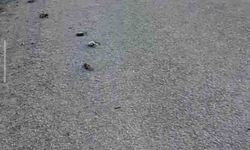 Kastamonu'da Yolda Çok Sayıda Ölü Kuş Bulundu