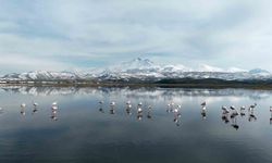 Kayseri'ye İlk Flamingo Göçü Gerçekleşti