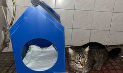 Kendi Emeğiyle Sokak Kedilerine Barınak Yaptı