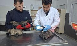 Kilis'te Yangından 6 Köpek Yavrusu Kurtarıldı