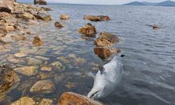 Kınalıada Plajı'nda üzücü manzara: Kıyıya vuran ölü yunus