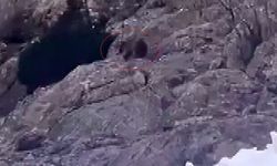 Kış uykusundan çıkan ayı, karın üzerinde yiyecek aradı