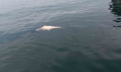 Kocaeli Kıyısında Çürüyen Ölü Yunus Tespit Edildi