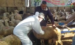 Koçarlı'da Küçükbaş Hayvanlar İçin Aşılama Çalışmaları Devam Ediyor