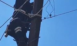 Köpeklerden kaçan kedi, elektrik direğinden kurtarıldı