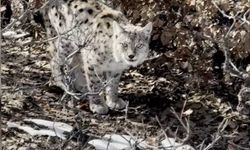 Köye giren vaşak kameralara yakalandı