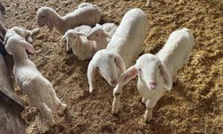 Kurbanlık Hayvanlar Pazara Çıkmaya Başladı