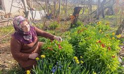 Kütahya'da Ters Lale Güzelliği: 'Ağlayan Gelin'