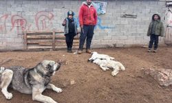 Kuzulardaki Ani Ölüm Olayları Besicileri Endişelendiriyor