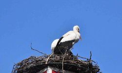 Leylekler İznik'teki Yuvalarına Yeniden Kavuştu