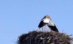 Leyleklerin Bahar Ziyareti Ardahan'a Başladı