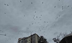 Leyleklerin Gökyüzündeki Şov İzleyenlere Keyif Verdi