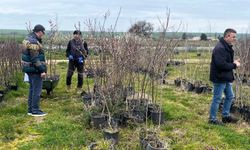 Lüleburgaz'daki Fidan Satış Noktalarına Denetim Uygulandı