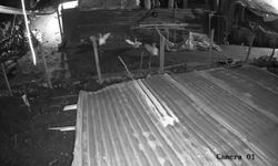 Malatya'da kümese giren kurt, bir kazı kapıp kaçtı