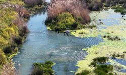 Manisa'da Sivrisineklerle Mücadele Çalışmaları Hız Kazandı