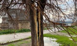 Mardin'de yıldırım düşen ağaç ortadan ikiye yarıldı