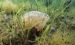 Marmara Denizi'nde yasadışı av aracı ele geçirildi