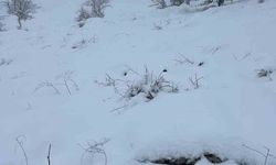 Mart Ayı Sonunda Karıncalı Dağ'da Kar Yağışı