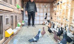 Memurluğu geride bırakıp güvercin yetiştiriciliğiyle hayatını sürdürüyor