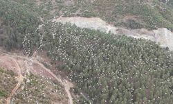 Mersin'de Beyaz Pelikanların Görsel Şöleni