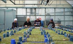 Milyonlarca sebze fidesi uzmanlar tarafından üretiliyor