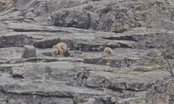 Munzur Vadisi'nde Anne Ayı ve Yavru Ayıları Görme Şansı