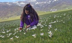 Muş Ovası'nda Çiğdemlerin Açışıyla Bahar Renkleniyor