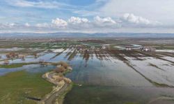 Muş Ovası'nda Karların Erimesi ve Şiddetli Yağışlar Tarım Alanlarını Su Bastı
