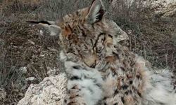 Nadir bulunan vaşak, Kayseri'de ölü olarak keşfedildi