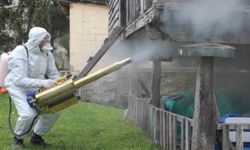 Ordu'da Kahverengi Kokarca ile Mücadelede İlaçlama Çalışmaları Devam Ediyor: 330 Bin Kışlak Hedefleniyor