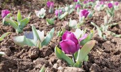 Osmangazi'nin Her Köşesi Renkleniyor