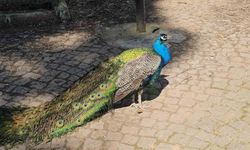 Otobüsün Bagajında Bulunan Tavus Kuşları Hayvanat Bahçesine Gönderildi