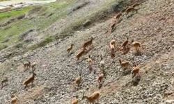 Palu Kalesi'nde Dağ Keçileri Görüntülendi