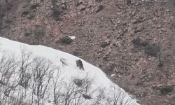 Pülümür Vadisi'nde Eğlenceli Anlar Geçiren Ayılar Görüntülendi