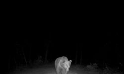 Safranbolu'da boz ayı görüntülendi