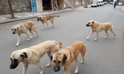 Sahipli Hayvanları Terk Edenlere 108 Bin TL Ceza Uygulanacak