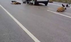 Şanlıurfa'da araç koyun sürüsüne çarptı: 10 koyun hayatını kaybetti