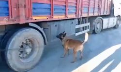 Şanlıurfa'da narkotik köpeği, büyük uyuşturucu sevkiyatını engelledi