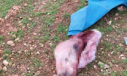 Şanlıurfa'da Şok Edici Manzara: Kesilmiş At Kafası ve Parçaları Bulundu